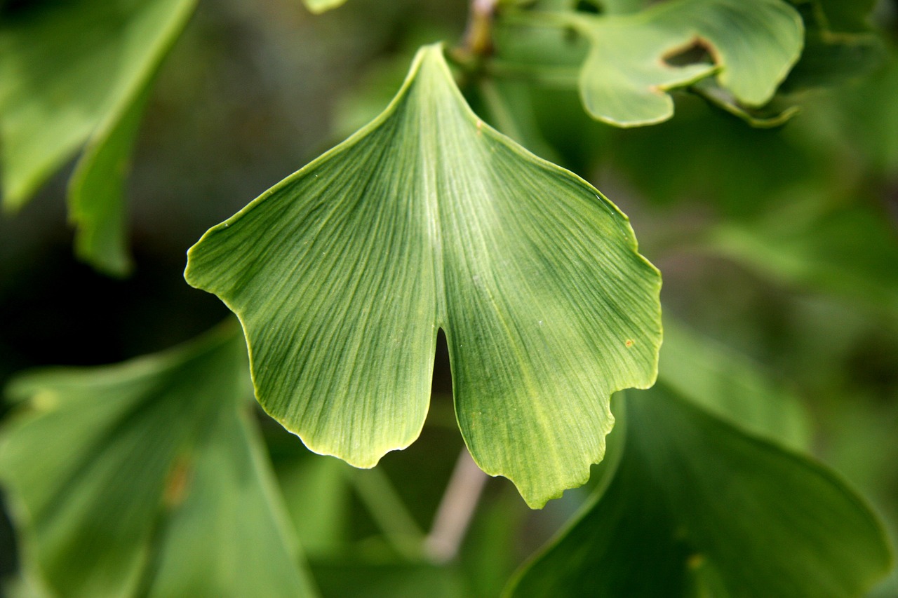 Gingko Biloba. Экстракт зеленых листьев этого растения улучшает мозговое кровообращение