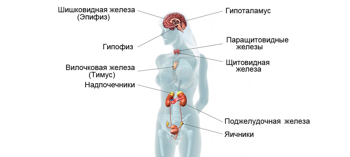 Эндокринная система рисунок с подписями